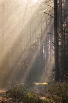 The rays of the sun pierce through the forest cover. Stock Photos