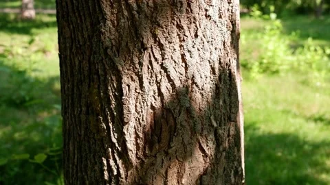 The rays of the sun reflect the branches of the tree on the bark of the tree. Stock Footage 157274780