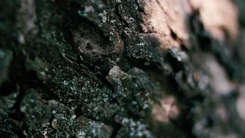 The rays of the sun reflect the branches of the tree on the bark of the tree. Stock Footage 160063993