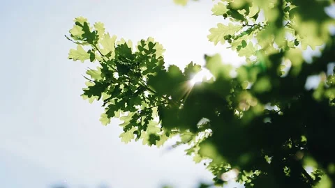 The rays of the sun shine beautifully through the leaves of the tree. Cool rays Stock Footage 152506148