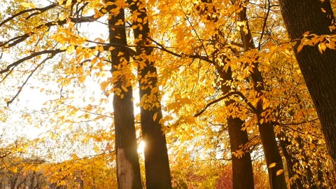 Rays of the sun shine between the trees. Autumn forest with yellow foliage Stock Footage 126317461