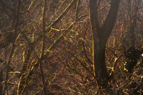Rays of the sun Shine in interlacing of wet branches of trees Stock Photos