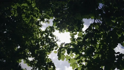 The rays of the sun shine into the lens through the maple leaves on a sunny day Stock Footage 154660449