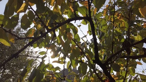 The rays of the sun shine through the autumn leaves on a tree. Autumn. 動画素材 119502210