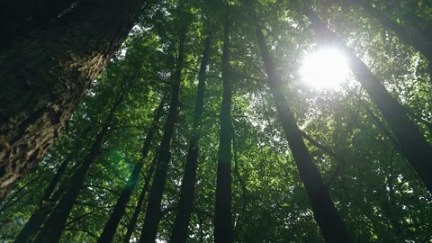 The rays of the sun shine through the crowns of the trees Stock Footage 156716478