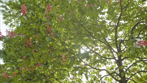 The rays of the sun shine through the flowering chestnut trees Vídeos de archivo 198394840