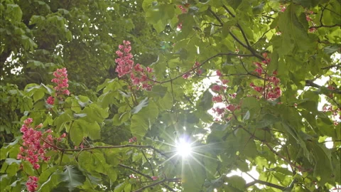 The rays of the sun shine through the flowering chestnut trees Video stock 198395227