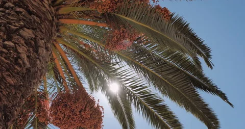 The rays of the sun shine through the leaves of the palm tree Stock-Footage 165588844
