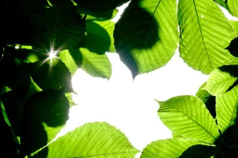 The rays of the sun shine through the leaves of a chestnut. Stock Photos