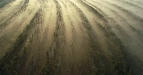 Rays of the sun shine through the mist. Flying over misty pine forest. Stock Footage 116243671