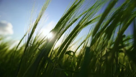 The rays of the sun shine through the spikelets of barley. Agriculture.  Видео 141358586