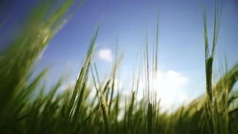 The rays of the sun shine through the spikelets of barley. The wind sways wheat. Stock Footage 151536108