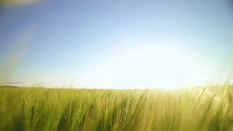 The rays of the sun shine through the spikelets of barley. Agriculture. Stock Footage 170463346