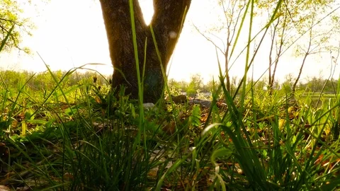 The rays of the sun shine through the tree. Camera in motion Stock Footage 76754592