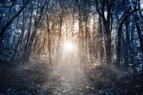 The rays of the sun Shine through the tree trunks in the mystical forest, ton Stock Photos
