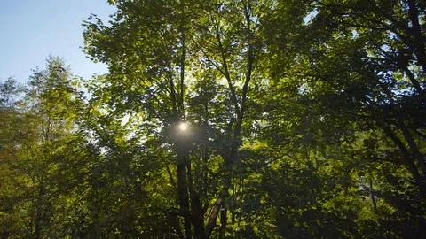 The rays of the sun shine through the trees. View from a fast moving train Stock Footage 117988044