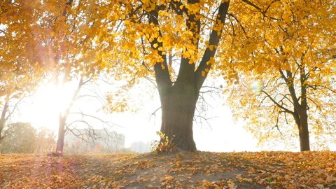 The rays of the sun shine through the trees. Beautiful autumn park. Camera in Stock Footage 126280782