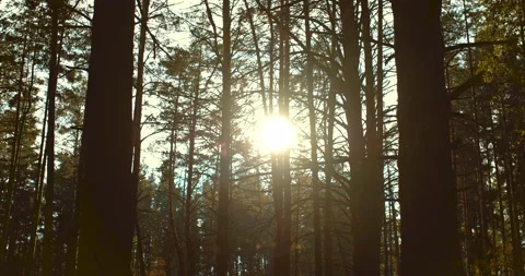 Rays of the sun shine through the trunks of trees, autumn morning in a pine Stock Footage 222061765
