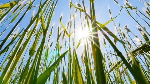 The rays of the sun shine through the wheat. Beautiful blue sky. Green Wheat Stock Footage 90665589