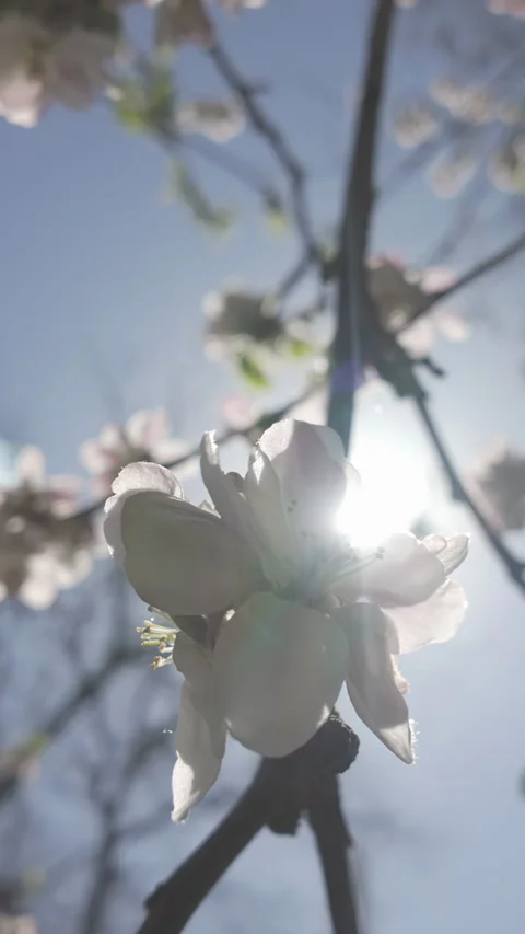 Rays of sun shine through white flowers of blossoming apple tree, branch sways 스톡 동영상 333920514