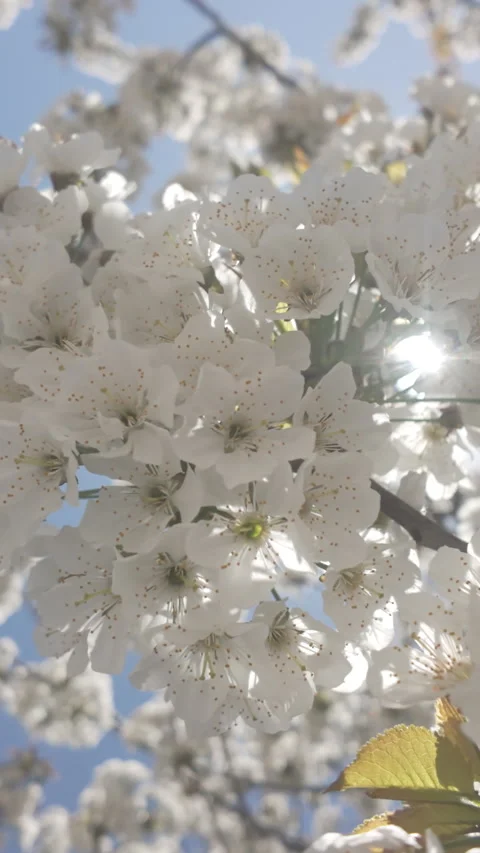 Rays of sun shine through white flowers of blossoming Wild Cherry Tree (Prunus Stock Footage 337446208