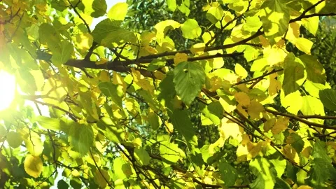 The rays of the sun shine through the yellow foliage. Autumn scene Stock Footage 218419679