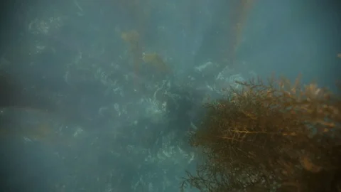 Rays of Sun Shine Underwater in Kelp Forest in Channel Islands National Park Stock Footage 121526730