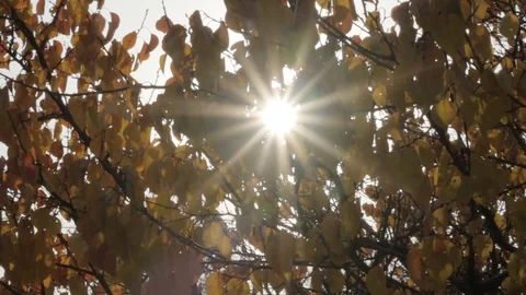Rays of the sun shining through the autumn foliage Stock Footage 81852767