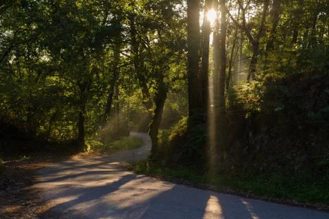 Rays of the sun shining through the foliage of trees on the road in the fores Stock Photos
