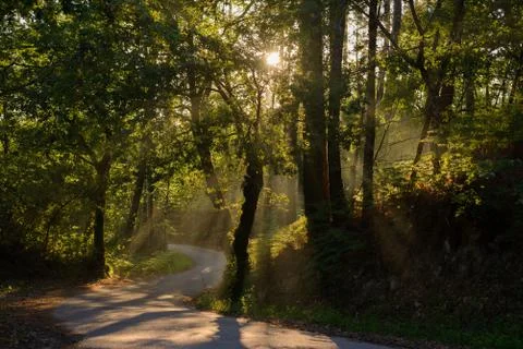 Rays of the sun shining through the foliage of trees on the road in the fores Stock Photos