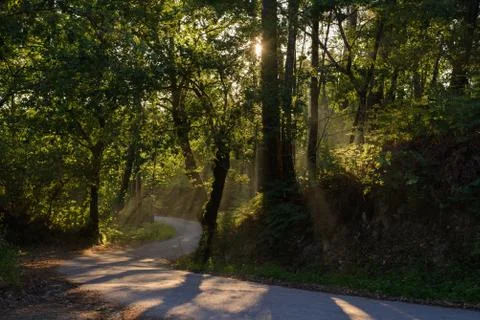Rays of the sun shining through the foliage of trees on the road in the fores Stock Photos
