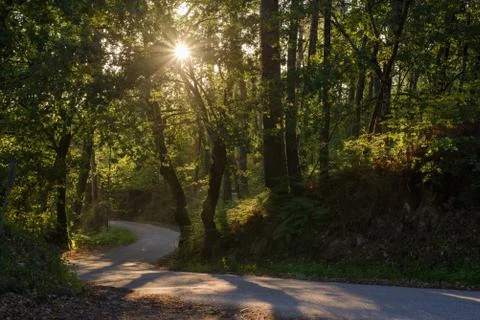Rays of the sun shining through the foliage of trees on the road in the fores Stock Photos