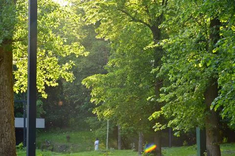 Rays of the sun shining through a green branches in a park Stock Photos