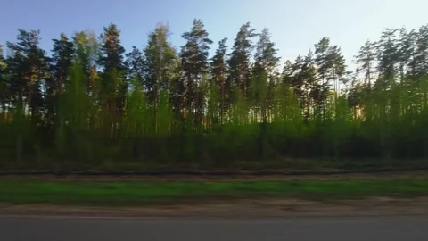 Rays of sun shining through pines trees at sunset, electric power transmission Stock Footage 254062473