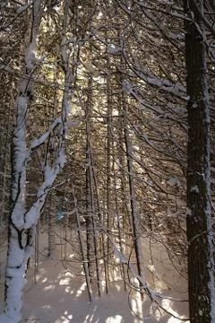 Rays of sun shining through snowy tree branches Stock Photos
