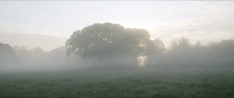 Rays of Sun Shining through trees at Dawn Video stock 129308755