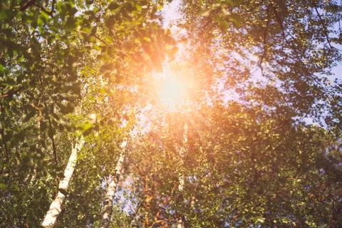 Rays of the sun shining through the trees foliage taken against the light Foto stock
