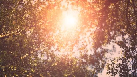 Rays of the sun shining through the trees foliage taken against the light 스톡 사진