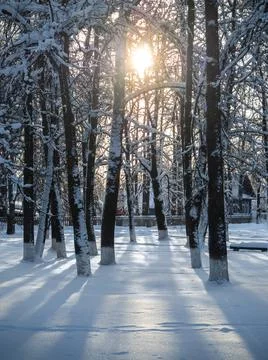 The rays of the Sun shining through the trees of a quiet snow-covered park in Stock Photos