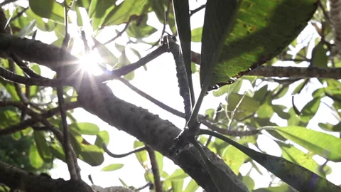 Rays of sun shining through tropical leaves in Bali, Indonesia Stock Footage 133486388