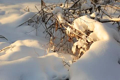 Rays of sun on snow bedspread sheltering bushes in  forest Foto stock