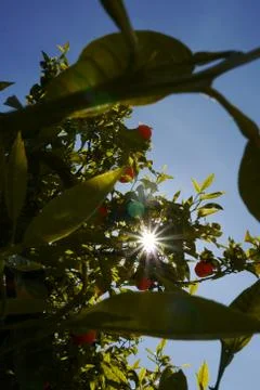 Rays of sun in spring through a tree of oranges Stock Photos