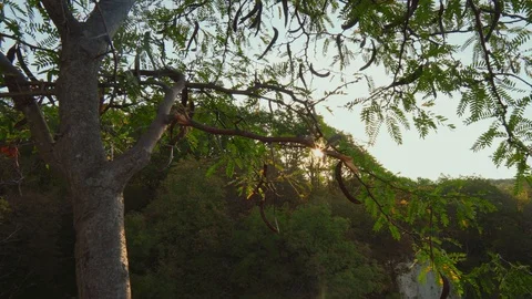 The rays of the sun at sunrise through the leaves of the tree. Stock Footage 117633721