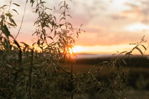 The rays of the sun at sunset break through the background of leaves Stock Photos