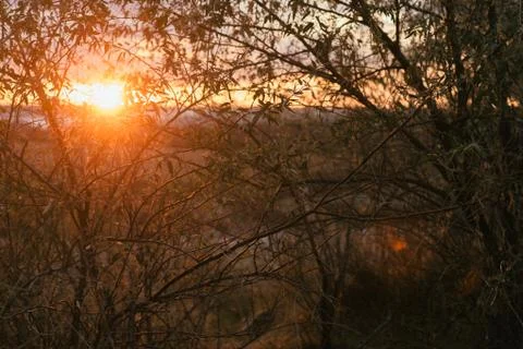 The rays of the sun at sunset break through the background of leaves Stock Photos