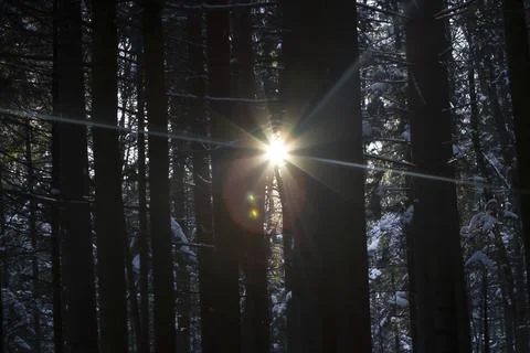 Rays of the sun at sunset in a dark wild forest Stock Photos