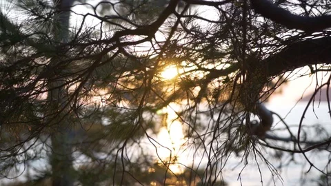 The rays of the sun at sunset through the branches Stock Footage 124714575