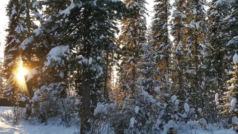 Rays of the sun at sunset through fir branches and snow in winter Stock Footage 120726253