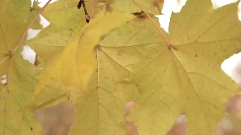Rays of the sun through the autumn foliage Video stock 81170893