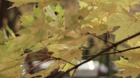 Rays of the sun through the autumn foliage Video stock 81170962